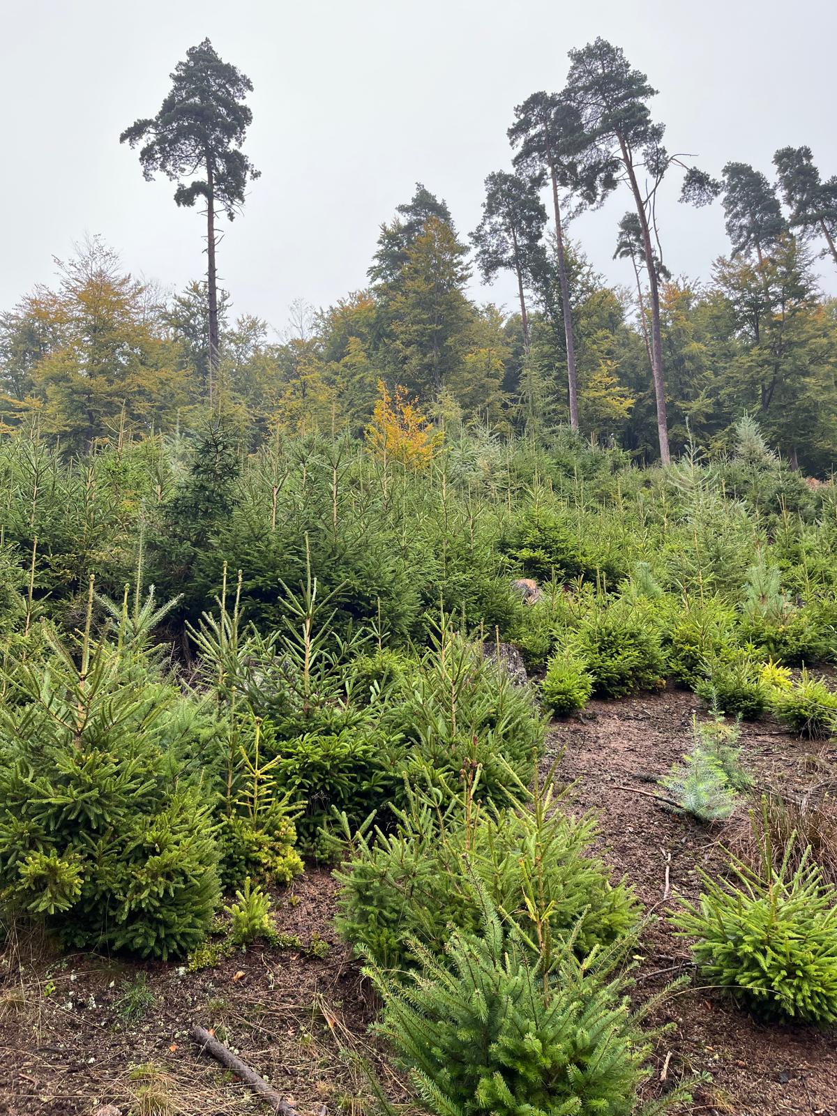 Jungbestandspflege im Wald