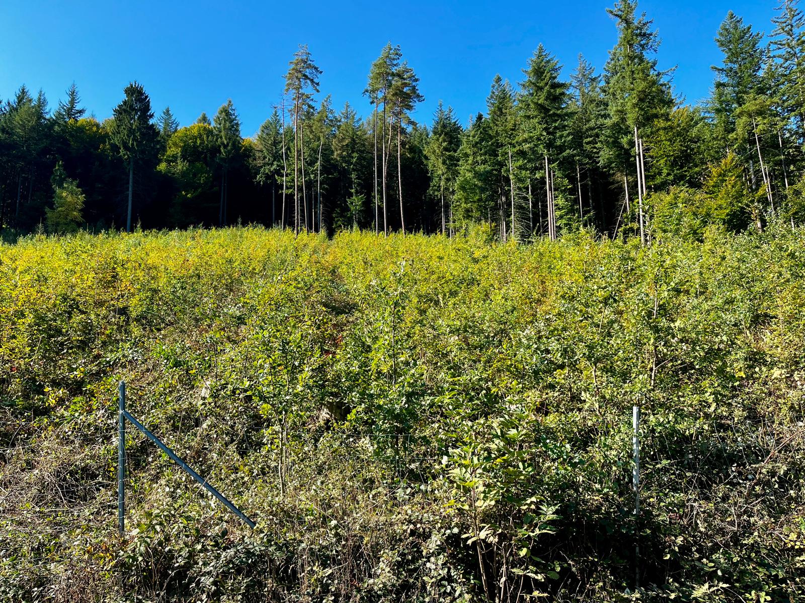 Kulturpflege an jungen Waldbeständen
